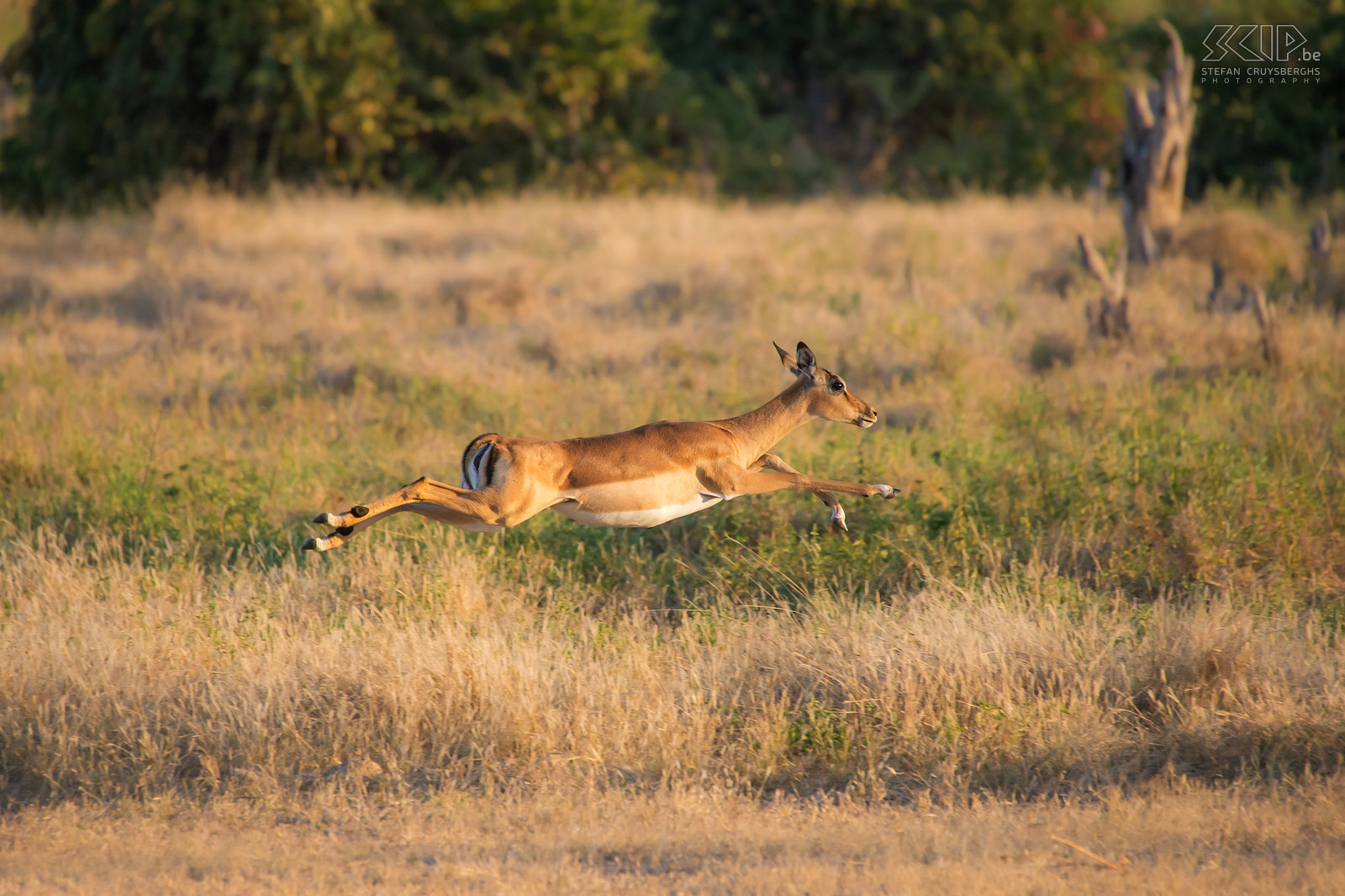 South Luangwa - Jumping impala Impalas are known for their great leaping ability, reaching heights up to 3m. Stefan Cruysberghs